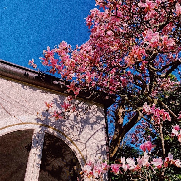 Meet your Posher, Lilly - Picture 1 of 1